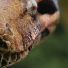 The king cobra is the longest venomous snake in the world; World S Biggest Snakes Home Facebook