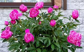 How To Care For Peonies For Longer