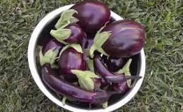 Can you get food poisoning from cooked eggplant?