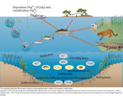 mercury within aquatic food chain