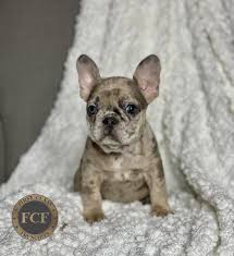 They have short hair, and are less wiry than corgis. French Bulldog Puppies For Sale Eastern Ohio