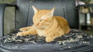 Use vinegar spray to keep cats away from expensive furniture. How To Stop Cats From Scratching Leather Furniture