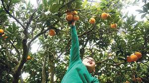 children pick oranges ahead of