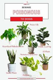 Indoor Plants Poisonous To Dogs