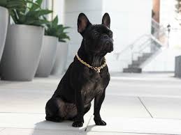 Understanding French Bulldogs Colors French Bulldog Facts