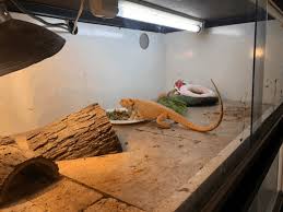 What Temperature Should A Bearded Dragon Tank Be