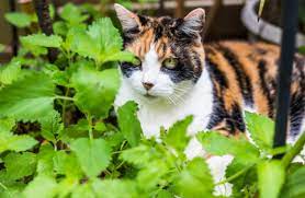 Mint Plant Pets Poisonous To Cats