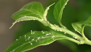 how to control aphids aphid problems