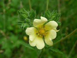 Dust flowers of sulfur around your shoes, cuffs of trousers and shirt to keep chiggers and ticks from getting underneath your clothing and attaching to you. Sulphur Cinquefoil Pictures Flowers Leaves Identification Potentilla Recta
