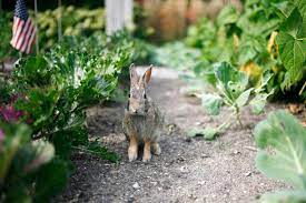 how to keep rabbits out of your garden