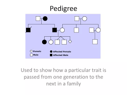 ppt pedigree powerpoint presentation