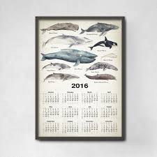 Whale Chart Calendar 2019 Educational Whale Species Size