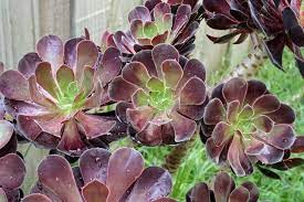 12 Types Of Succulents For Outdoors