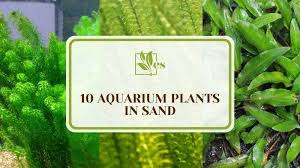 10 aquarium plants in sand easy to