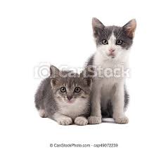 To provide you with the best user experience this site uses cookies. Two Cute Grey Kittens Isolated On White Background Two Small Cute Grey Kittens Isolated On White Background Canstock