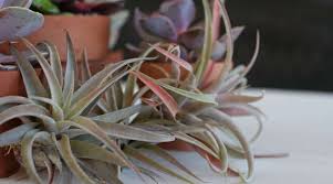 Are air plants poisonous to cats. Are Air Plants Toxic To Animals Here Are The Facts Modern Air Plants
