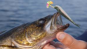 10 Tips For Algoma Walleye Fishing