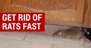 Using humane traps can go a long way. Handy Tips To Get Rid Of Rat