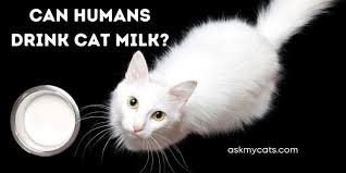 can-a-cat-be-milked