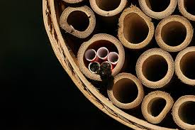 (be careful not to drill completely through the block.) Are Bamboo Tubes Causing Mason Bee Armageddon Honey Bee Suite