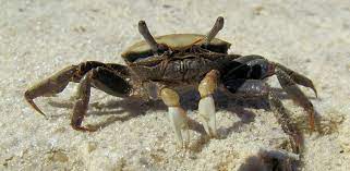 sand fiddler crabs have home advane