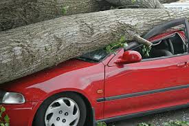 Collision coverage might seem simple, but it actually helps cover damages to your car from many different accidents with animals. If A Tree Falls On My Car Does Insurance Cover It