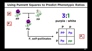 Why are some letters capitalized and some are lower case? Mendelian Genetics And Punnett Squares Youtube