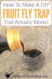 homemade diy fruit fly trap