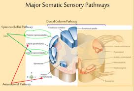 cns somatic sensory motor pathways