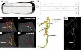 Click the map and drag to move the map around. Frontiers 3d Digital Anatomic Angioarchitecture Of The Rat Spinal Cord A Synchrotron Radiation Micro Ct Study Frontiers In Neuroanatomy