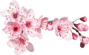 Résultat de recherche d'images pour "image fleur cerisier japonais"