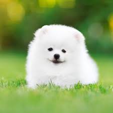 It is hard to deny the majesty of this northern pup. Small White Dog Breeds Top 10 With Pictures