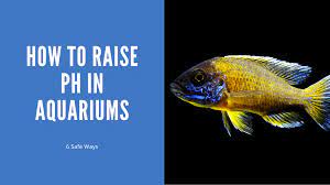 how to raise ph in aquarium water 6
