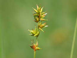 Carex spicata - Wikipedia