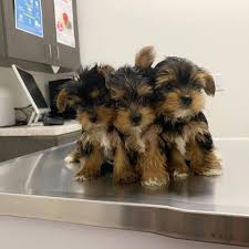 Though one of the smallest dog breeds, yorkshire terriers are feisty and spritely. Pin On Yorkies For Rehome