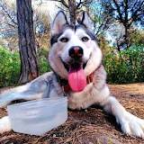 ¿Cómo cuidar a un cachorro de husky siberiano?