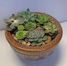 succulent dish garden in central square