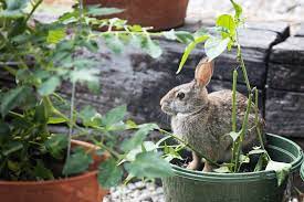 repel rabbits from your yard and garden