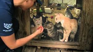 This post contains the cat adoption app, the dog adoption app, the volunteer app, the foster form (you must also fill out volunteer. 700 Cats Rescued From Cruelty In Florida Youtube