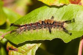 A Truly Helpful Caterpillar Identification Chart Poisonous