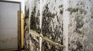 nj homeowner s guide to toxic black mold