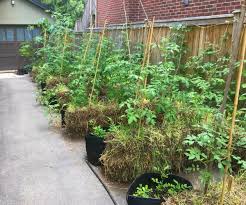 No marks on the potatoes from the forks or shovels, so they will store well, unblemished. Straw Bale Gardening Learn How To Grow Vegetables In Straw Bales