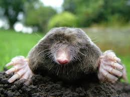 of moles in your yard and garden