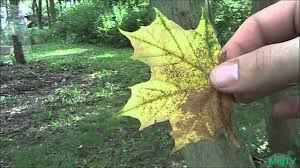 Simple Method For Identifying Maple Trees For Tapping