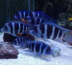 Moba Frontosa African Cichlid Breeders Wouldnt Mind