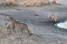 Hyena vs Leopard Fight