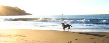 California hotels with free parking. Pet Friendly Hotels In Baja