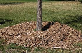 Check spelling or type a new query. Can You Use Fresh Wood Chips As Mulch Mr Tree Inc
