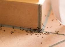 Pourquoi on est envahi de fourmis ?
