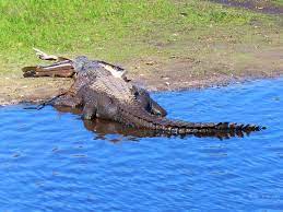 Woman surprised after seeing 10-foot alligator munching on big fish in  Myakka River State Park | WFLA